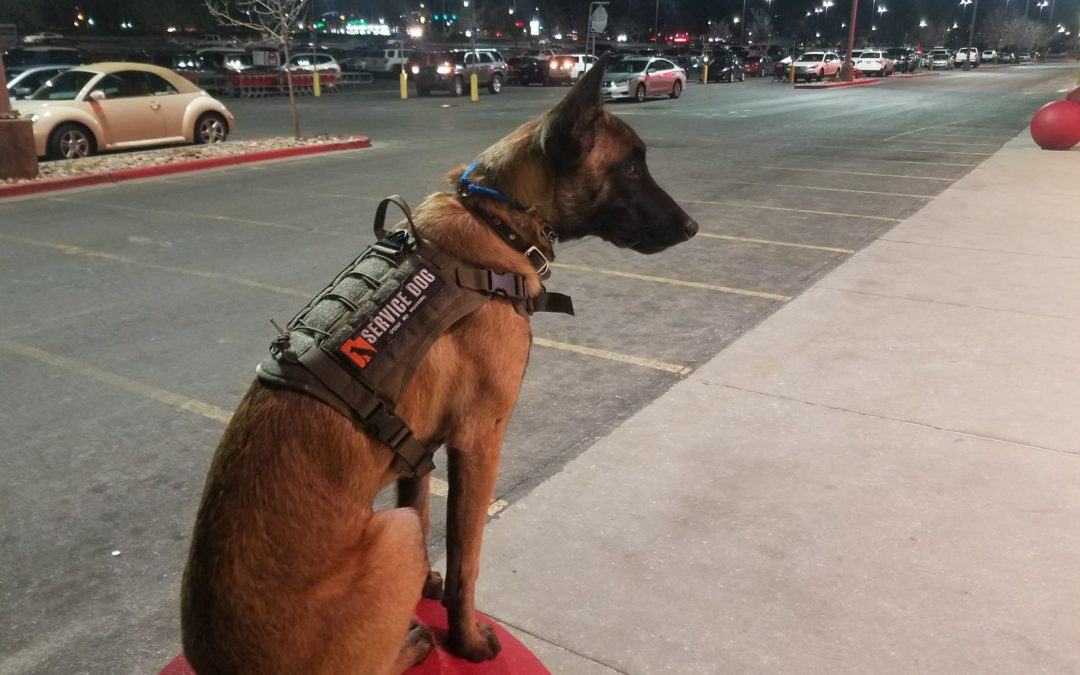 Just what can a service dog do?